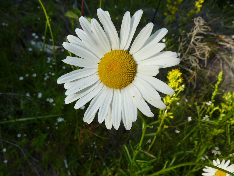 Gänseblümchen / Werner Schwarz